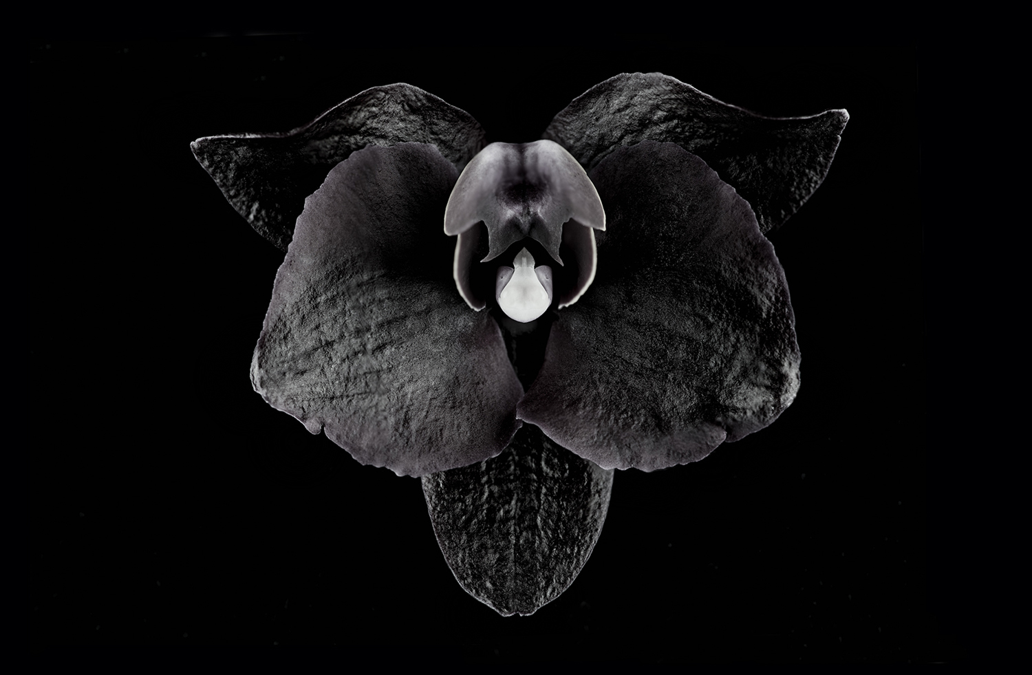 Orchid Hemsidan